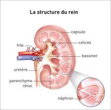 Check spelling or type a new query. Reins Calculs Renaux Nephrite Decodage Biologique