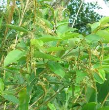Image result for Indigofera cylindracea