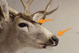 Handle With Care: Cleaning Your Mount