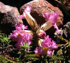 Image result for Harveya