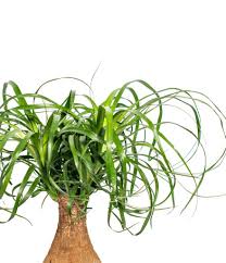 Image result for Beaucarnea recurvata