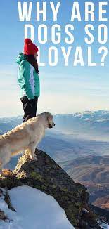 Why Are Dogs So Loyal To Their Owners And To Each Other Dog Behavior Dogs Dog Trends