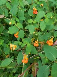 Image result for Impatiens keilii