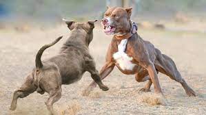Nam thanh niên bị chó pitbull cắn chết trong quán cà phê. Krhpqhj8zyojjm