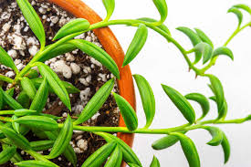 Image result for Senecio forbesii