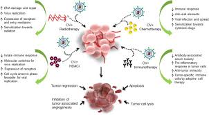 How cancer can be linked to overactive positive cell cycle regulators (oncogenes) or inactive negative regulators (tumor suppressors). Recombinant Viruses With Other Anti Cancer Therapeutics A Step Towards Advancement Of Oncolytic Virotherapy Cancer Gene Therapy