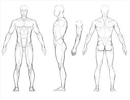 Almost every movement in the body is the outcome of muscle contraction. Drawing Skill Leg Muscles Drawing Reference