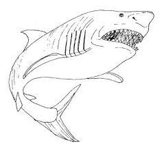 Great White Shark Coloring Page Free Shark Coloring Pages Animal Coloring Pages Coloring Pictures
