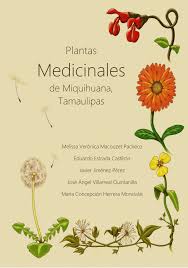 La infección puede causar gangrena. Pdf Plantas Medicinales De Miquihuana Tamaulipas