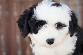The mini sheepadoodle is a mixed breed dog — a cross between the sheepdog and poodle dog breeds. Sheepadoodle The Old English Sheepdog Poodle Mix Breed