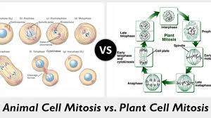Difference between plant and animal cell cycle. Differences Between Plant Mitosis And Animal Mitosis Online Science Notes
