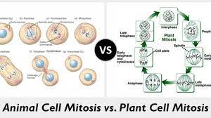 Mitosis is also used in asexual reproduction. Differences Between Plant Mitosis And Animal Mitosis Online Science Notes