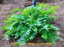 Maybe you would like to learn more about one of these? Cyrtomium Falcatum Holly Fern