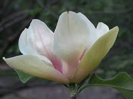 Image result for magnolie sunsation