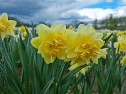 Aprīlis : ce qu'il faut savoir — image 4