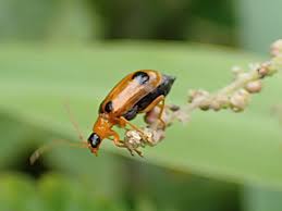 Image result for Hypericophyllum compositarum