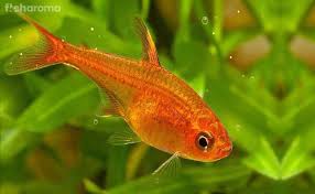I'll make update videos in the future if anything changes. 14 Compatible Betta Fish Tankmates All Inclusive Guide