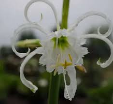 Image result for Cissus humbertii