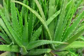 Image result for Aloe ballii
