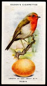 Birds And Their Eggs Pictures Pin On Richard