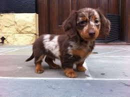 N an informal name for dachshund collins. Sausage Dogs Are The Cutest Aww