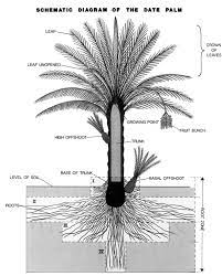 Bava Basra 27b The Roots Of A Palm Tree Talmudology