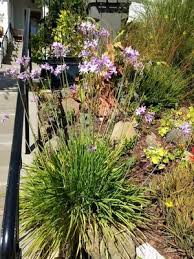 Image result for Tulbaghia acutiloba