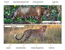 Check spelling or type a new query. Jaguar Vs Leopard How To Tell Them Apart The Wildlife Diaries