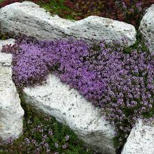 Jetzt stöbern, preise vergleichen und online bestellen! Stauden Stade Versand Shop Thymus Serpyllum Coccineus Sand Thymian Teppich Thymian Hier Bestellen
