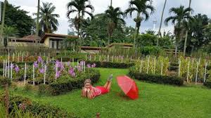 It was set up to showcase the various species of orchid. Orchid Park Taman Orkid Taman Orkid Kuala Lumpur Kuala Lumpur Resmi Tripadvisor