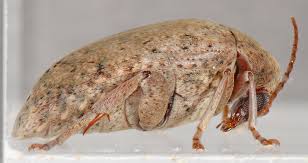 Image result for Melinis ambigua