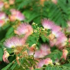 Image result for Albizia procera