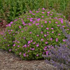 Image result for Geranium