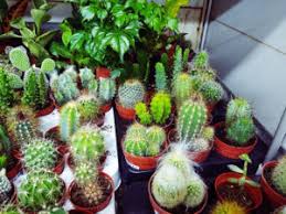 While wandering around si wong desert, team avatar stumbled upon a cactus. What Does Cactus Taste Like How About Cactus Fruit Cactus Juice