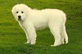 Charlotte North Carolina Great Pyrenees Puppies Montgomery Sheep Farm