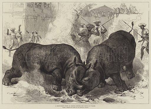 A Rhinoceros Fight at Baroda before the Prince of Wales stock image | Look and Learn