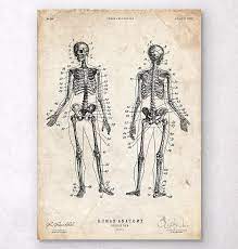 It helps connect the talus, or anklebone, to the cuneiform bones of the foot. Menschliche Skelettkarte Anatomie Poster Codex Anatomicus