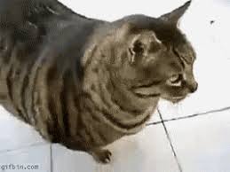 When we rescued her from the shelter (not a buffet), she was a lot fatter. And This Cat Who Is Literally Done With Everything Funny Cat Videos Cute Cats Cat Gif