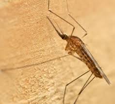 In varsta ajustata rata de deces este de 61.16 la 100.000 de locuitori mali. Https Zoeproject Eu Documents Study Io3 Malaria Ro Pdf