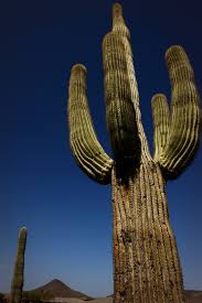 The saguaro cactus, cereus giganteus or carnegiea gigantean, meaning gigantic candle, is found only in the sonoran desert, which is in southern arizona and they can grow to be almost 80 feet tall and weigh as much as several tons. Arizona Desert Sahuaro Cactus Love These If You Were To Move One And Have Planted On Your Property It C Dude Ranch Vacations Ranch Vacations Desert Plants