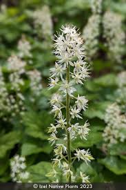 Image result for Triumfetta cordifolia