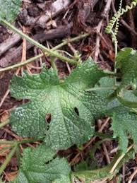 Image result for Peponium