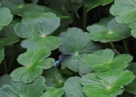 Image result for Hydrocotyle ranunculoides