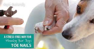 t your dog s toenails