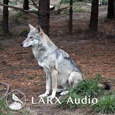 Lagerta Female Young Wolf A Sound Effect Wolf is a wolf that was freed from the control of the brain and monsieur mallah by superboy ;