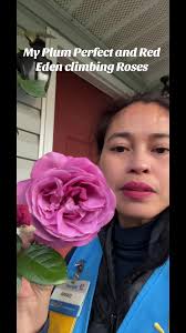 Sunbelt Plum Roses Perfect