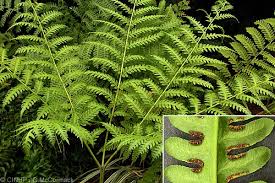 Image result for Pteris tripartita