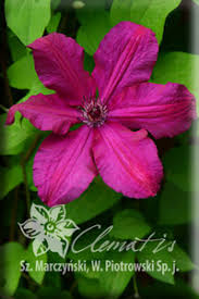 We did not find results for: Clematis On The Web Clematis Detail