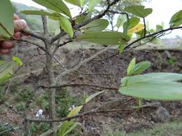 Image result for Erythroxylaceae