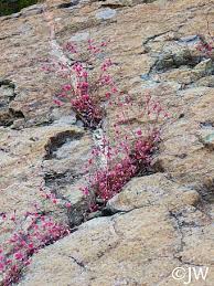 Image result for Eriocaulon maronderanum